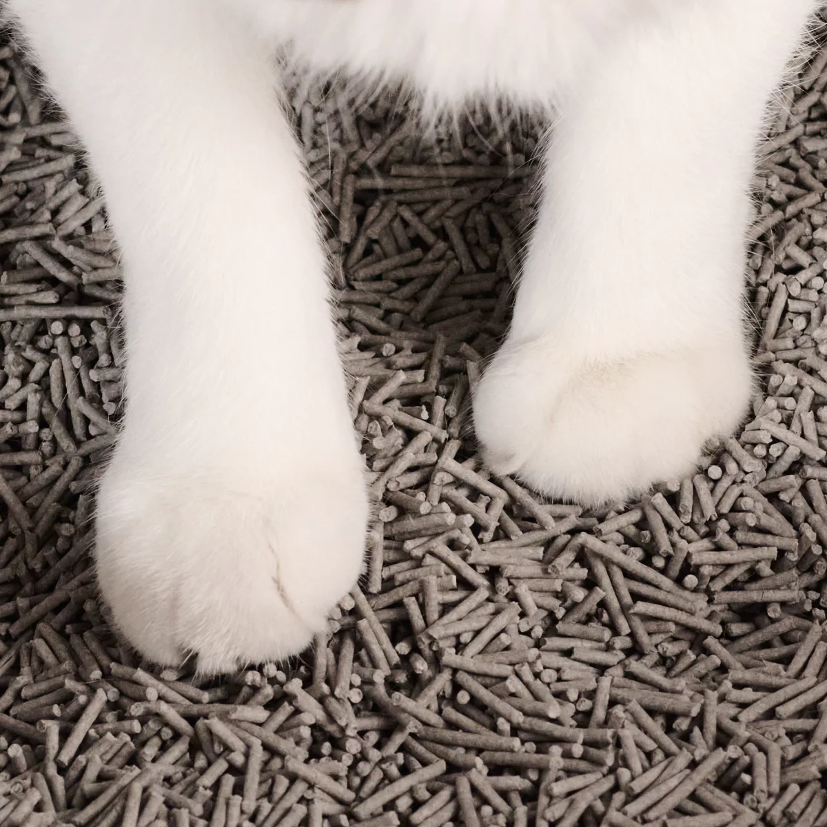 Really Great Cat Litter