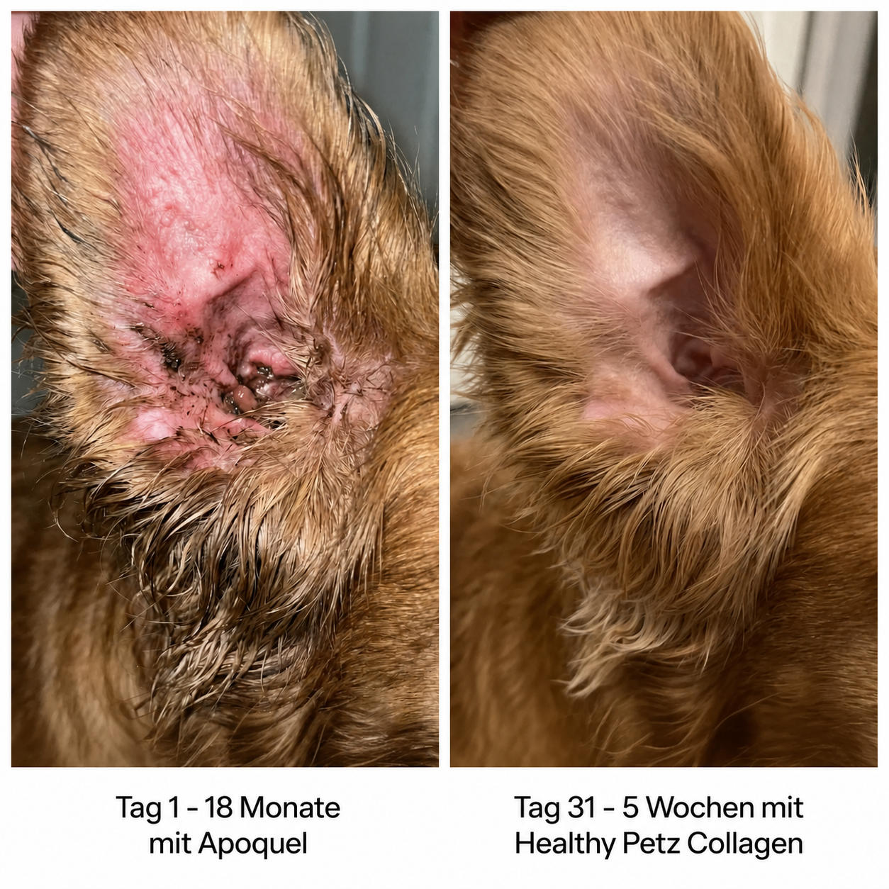 Premium Flüssiges Kollagen Healthy Petz